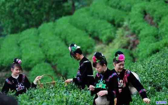 脚尧茶属于什么茶尧-脚尧清明茶是什么茶