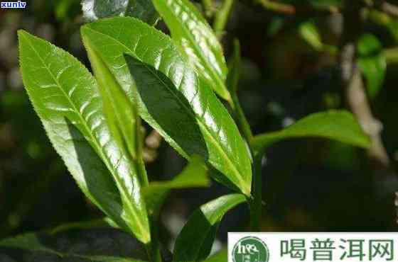 塘山茶属于什么茶-塘山茶属于什么茶系