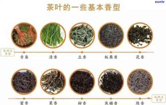 三绿三香：揭示其茶类与茶种的身份