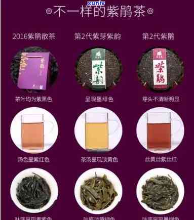 紫色茶水：它是什么茶？种类与茶叶全揭秘