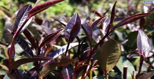 肯尼亚紫茶是什么茶叶，《探秘肯尼亚紫茶：一种独特的茶叶品种》