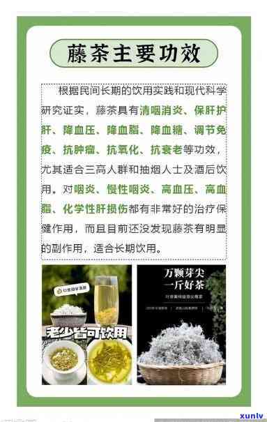 银鹭藤茶的作用与功效及禁忌：全解与图片展示