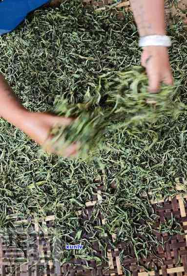 新茶有股青草味：揭示茶叶清香背后的秘密