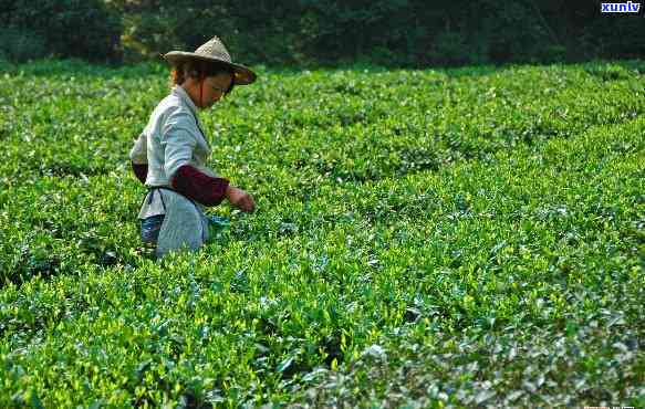 探究普洱茶生茶泡茶水，品味茶香醇厚之秘诀