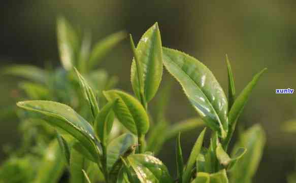 大叶种的茶有哪些茶-大叶种的茶有哪些茶叶