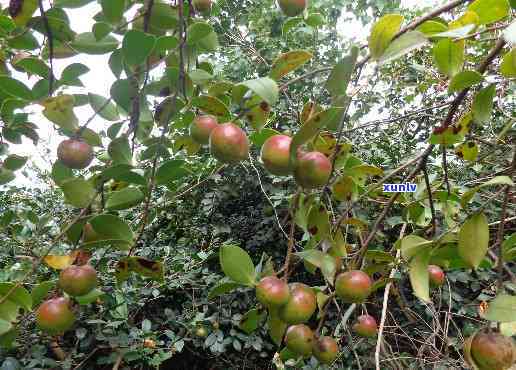 茶子树茶有害吗？探究其潜在风险与危害性