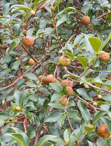 茶子树茶有害吗？探究其潜在风险与危害性