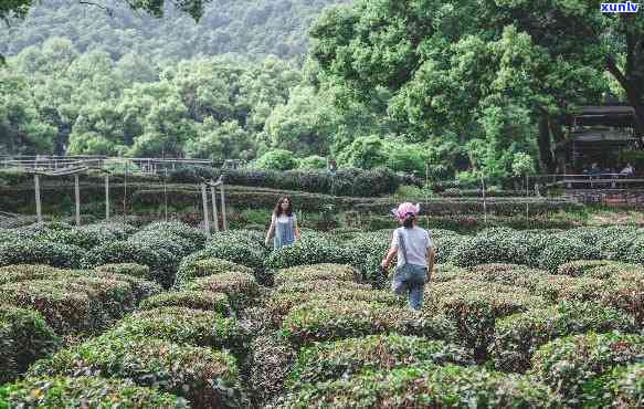 西湖产什么茶，探秘西湖：这里有哪些优质茶叶值得品尝？