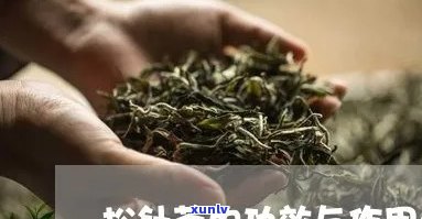 喝松针茶有辣味正常吗？女生也适用，原因解析