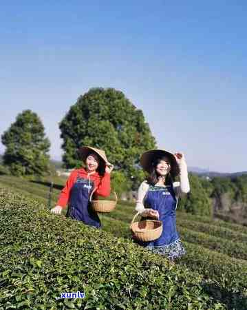 喝茶有关的节日，品味茶香：中国与世界各地的喝茶相关节日