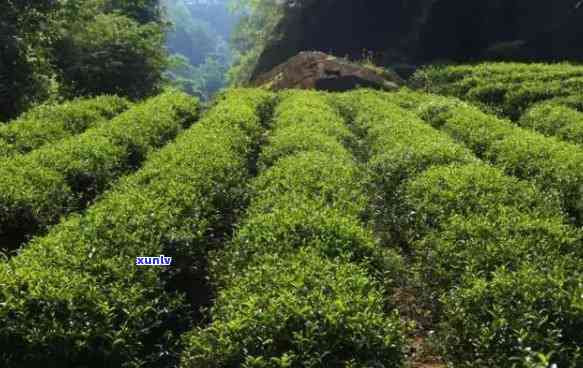 排湿气的茶有的熟的-有没有排湿气的茶