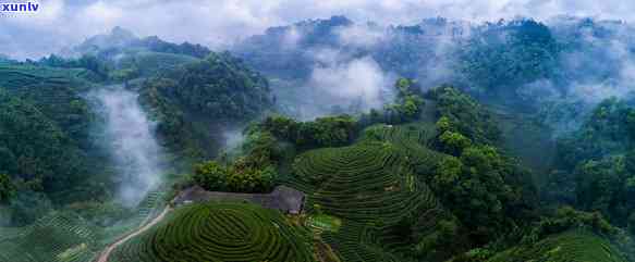 117茶叶品种，探索世界茶文化：揭秘117种茶叶品种的魅力与特性