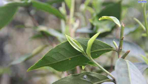 春茶秋茶的特点与作用全解