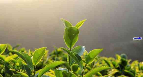 春茶秋茶的特点与作用全解