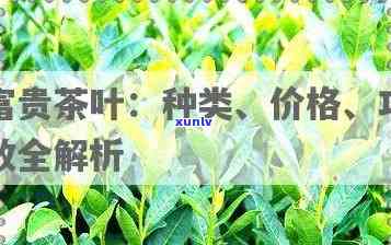 富贵吉祥茶是什么茶叶，探秘富贵吉祥茶：它究竟是什么类型的茶叶？