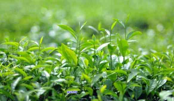 哪种茶清香甜，探寻口感：哪种茶最清香甜？