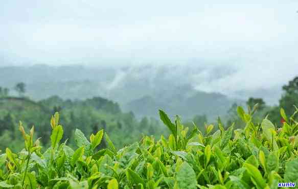 银川一站式普洱茶创业平台招商加盟，项目费全免，优质茶叶直达全网