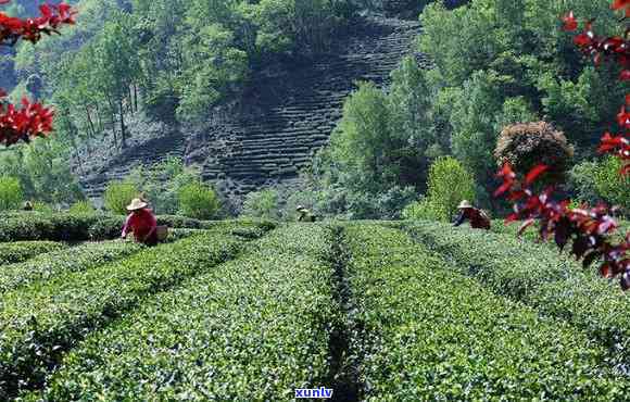 陕南产茶有哪些地方-陕南产茶有哪些地方好