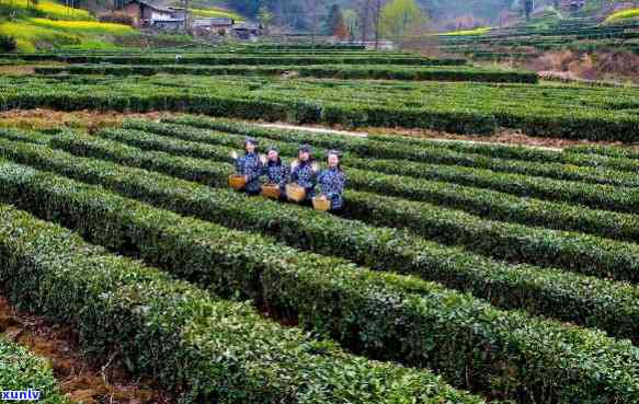 陕南产茶有哪些地方-陕南产茶有哪些地方好