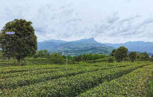 银川一站式普洱茶创业平台招商加盟，项目费全免，优质茶叶直达全网