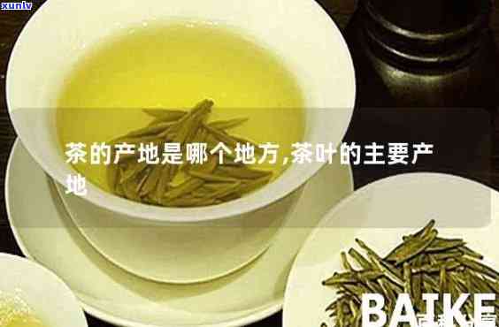 东产茶：哪些地方的茶好喝、好卖？