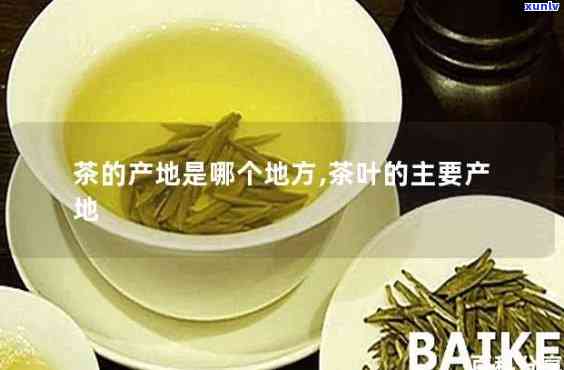 东产茶有哪些地方-东产茶有哪些地方好