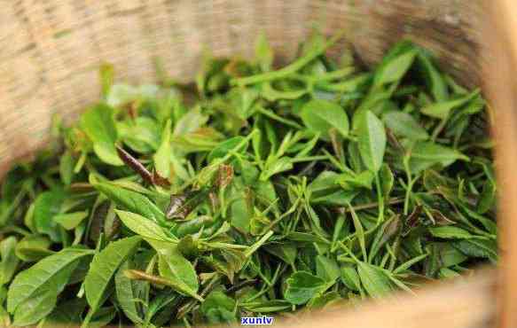 新茶与陈茶的价值，比较新茶与陈茶的优劣：揭示它们的真实价值