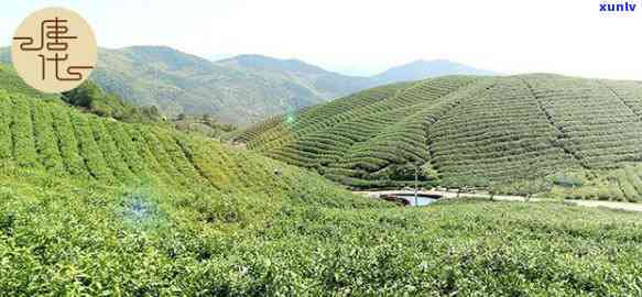 州径山茶是什么茶-州径山茶属于什么茶