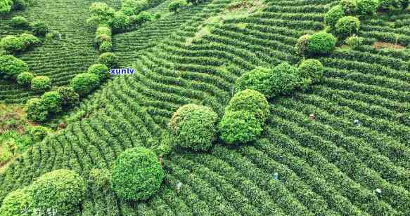 建德苞茶茶园在那里，寻找建德苞茶茶园：探索这个美丽的茶园在哪里