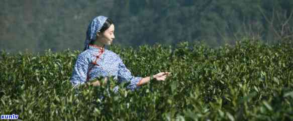 建德苞茶有关的典故-建德苞茶历