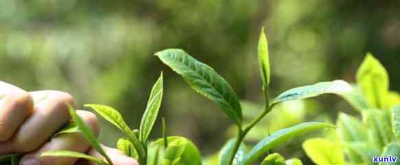 建德苞茶有关的典故-建德苞茶历