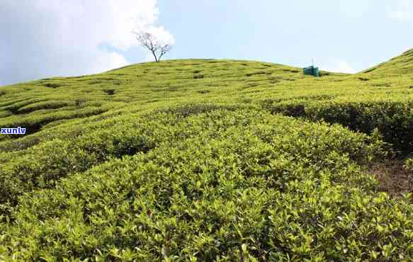 寿高山茶：是绿茶还是红茶？特点揭秘