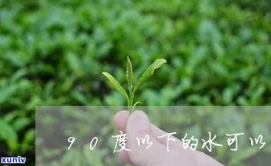 九十度水泡什么茶，揭秘茶叶选择：90℃水下应泡何种茶叶？