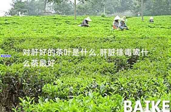 什么茶肝排比较好，探讨肝脏排的茶叶，什么茶效果？