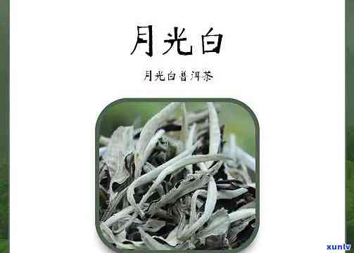 月光白的功效与作用：揭示神秘茶叶的秘密