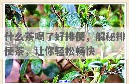 便秘泡什么茶喝好？专业解答帮你解决难题！