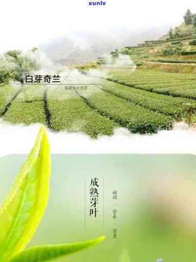 奇兰茶的功效与作用：揭示其保健价值与饮用禁忌