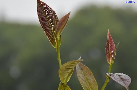 喝什么茶对人体有好处和坏处，探讨茶叶的利弊：了解不同种类的茶对身体的影响