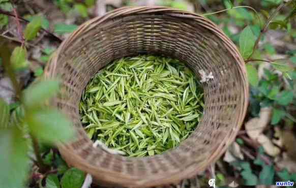 槠叶种茶树是什么茶-槠叶种茶功效