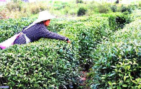 槠叶种茶树是什么茶-槠叶种茶功效