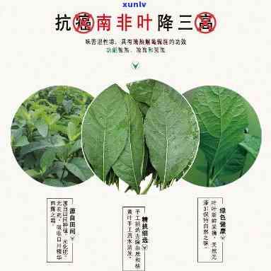 南非叶茶有什么作用和功效，深度解析：南非叶茶的功效与作用