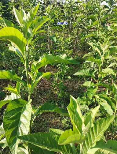 南非叶茶有什么作用和功效，深度解析：南非叶茶的功效与作用