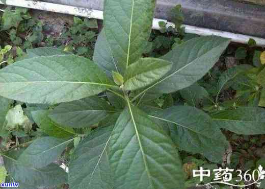 南非叶茶的作用功效、禁忌全解析