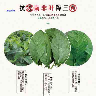 南非叶茶的作用功效、禁忌全解析