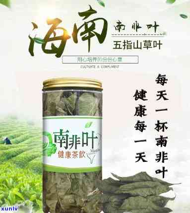 南非叶茶的作用功效、禁忌全解析