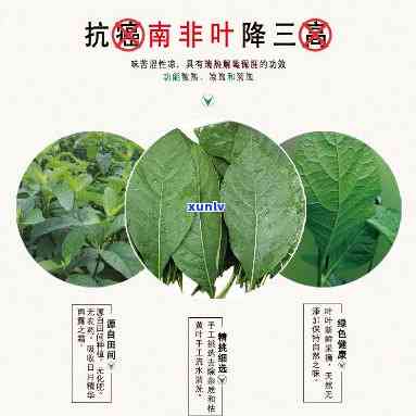 南非叶泡茶的功效与作用：揭示其健益处