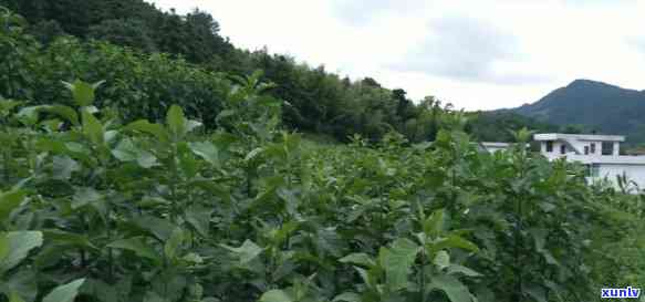 南非叶泡茶的功效与作用：揭示其健益处