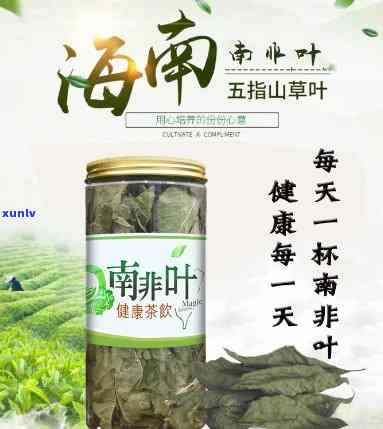 南非叶茶有什么作用-南非叶茶有什么作用和功效