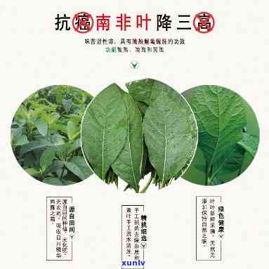 南非叶茶有什么作用-南非叶茶有什么作用和功效