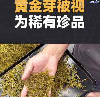 黄叶芽泡水喝的用途与功效全解析